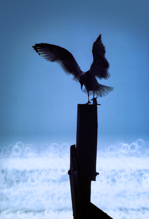 Landing Gull.jpg