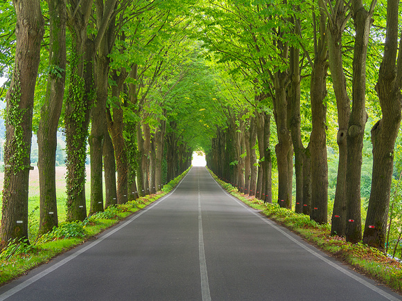 Tree tunnel in countryside