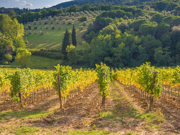Tuscan vineyards off San Gimignano