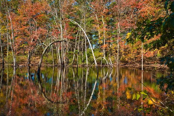 Fall pond.jpg